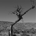 Arbol