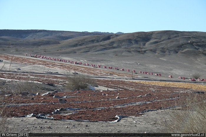 Secando pasas en el desierto de Atacama, Chile