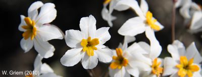 Desierto florido en Atacama, Chile