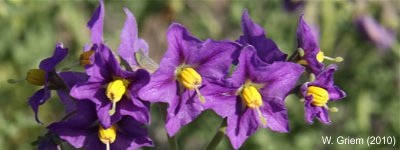 Desierto Florido en Atacama, Chile