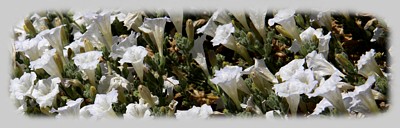 Flora Atacama pic