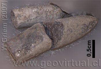 Belemnites