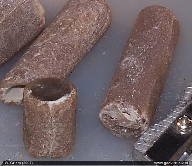 Belemnites