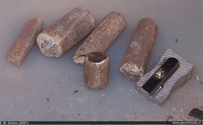 Belemnites