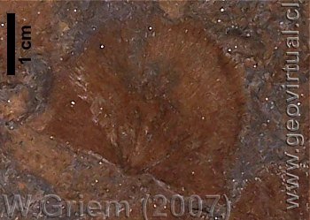 Braquiopodo: Stropheodonta