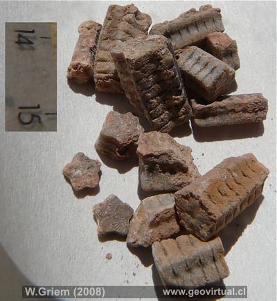 segmentos de crinoideas