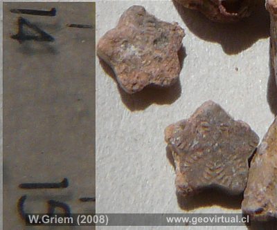 crinoidas