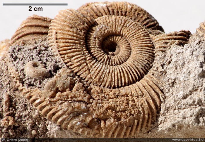 Dactylioceras