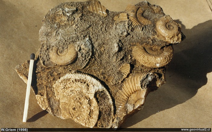 Dactylioceras