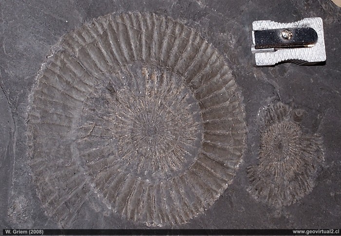 Dactylioceras