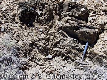 Filitas en la cordillera de la costa de Atacama
