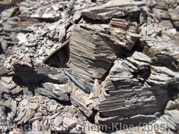 Filitas en la Cordillera de la Costa de Atacama