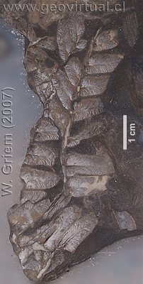 Hojas separadas del tallo: Neuropteris