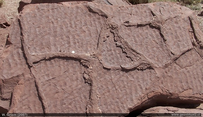 Ripples y resecación en Paton, Atacama