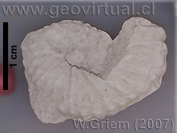 Scaphites del cretácico