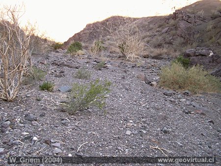 Aluvión Qda. Yerbas Buenas (Atacama / Chile)