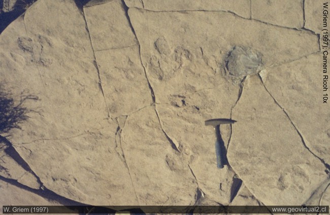 Huellas de dinosaurios en Descubridora, Atacama