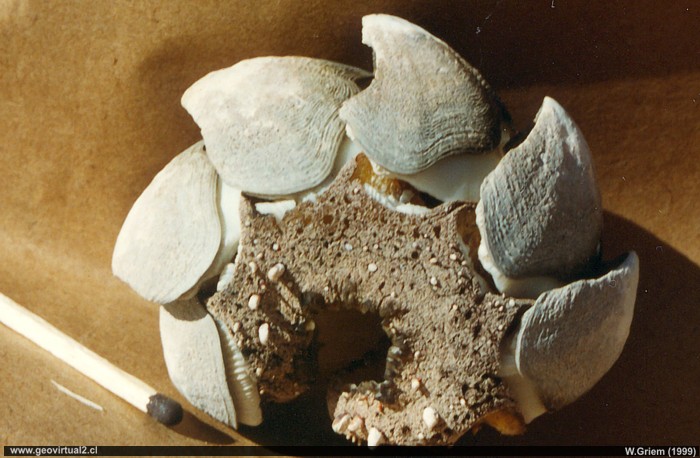 Poliplacophora, apretador o Chiton