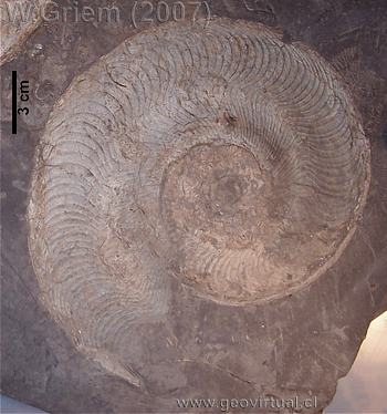 Pseudolioceras del Lías epsilon /Dottershausen (Alemania)