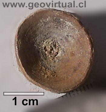 vértebra de un tiburon