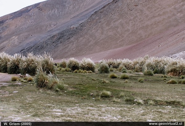 Atacama: Vega Las Juntas
