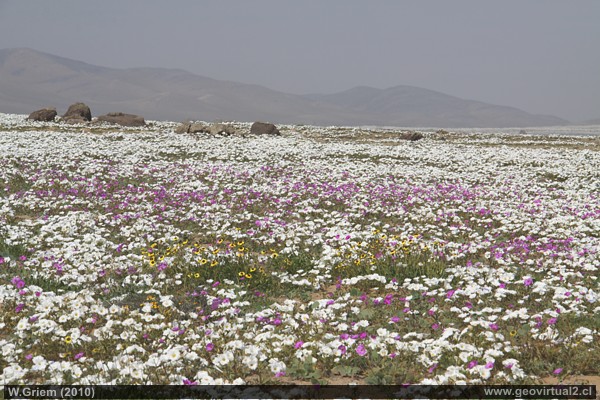 Desierto Florido en Atacama Flowering desert in the Barranquilla sector, Salado Bay, Atacama Region in 2010.