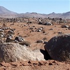 Algarrobal,Merceditas picto
