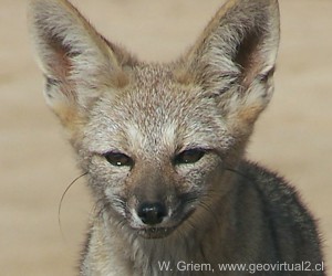 Wüstenfuchs in der Atacama Wüste, Chile