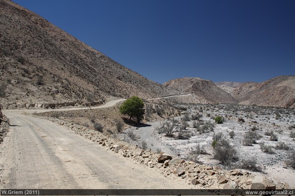 Atacama: Quebrada Algarrobal cerca Merceditas