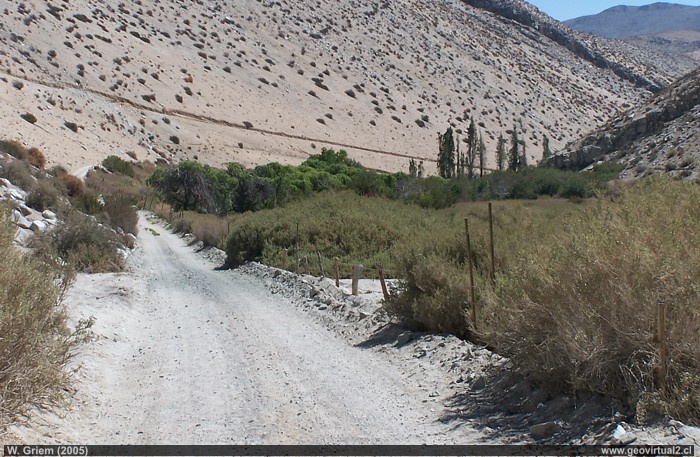 Jarilla, Region de Atacama - Chile