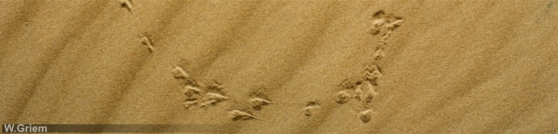 Huellas en las dunas del desierto de Atacama, Chile