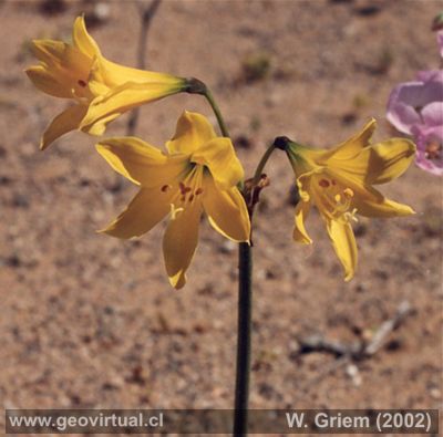 Añañuca amarilla in the Atacama desert after heavy rainfalls