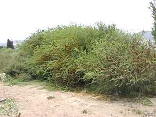 Espino en el desierto de Atacama: Acacia caven (Mol.)