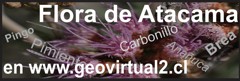 Plantas - Flora del desierto de Atacama - Chile