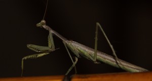 Insectos - Artropodos