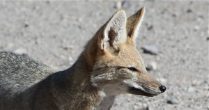Mamifero
