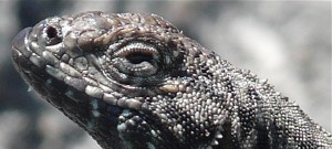 Reptiles