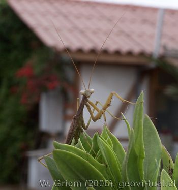 mantodea, mantis Religiosa