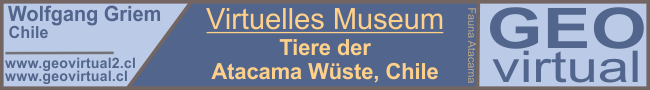 Tiere der Atacama-Wüste, Chile