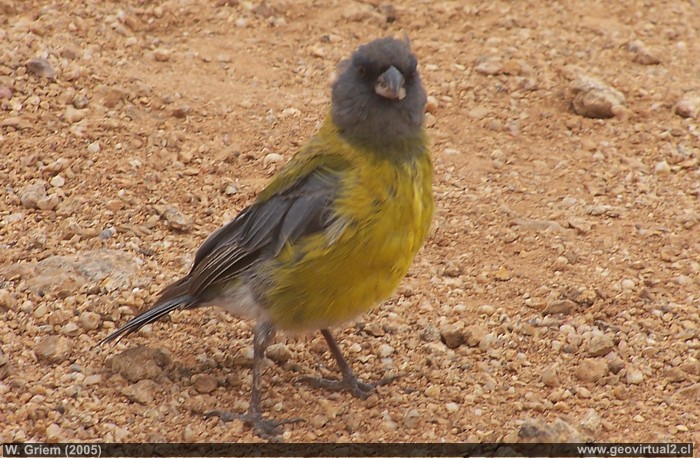 Cometocino en el desierto de Atacama - Chile