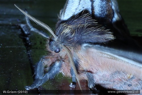 Mariposa nocturna