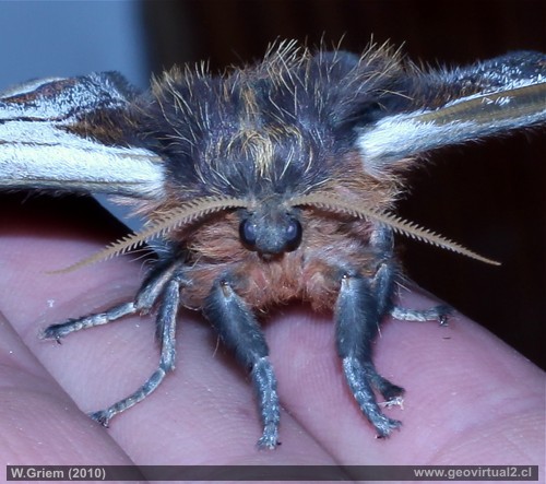 Mariposa nocturna