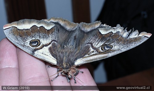 Mariposa nocturna