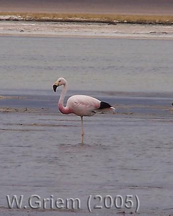Flamenco en la Laguna Sta. Rosa (Atacama / Chile)