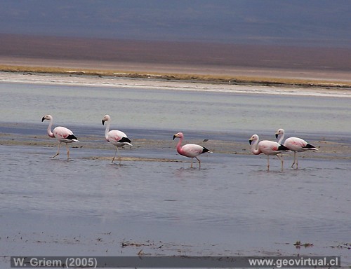 Foto: Flamenco en la Laguna Sta. Rosa / Atacama (Chile)