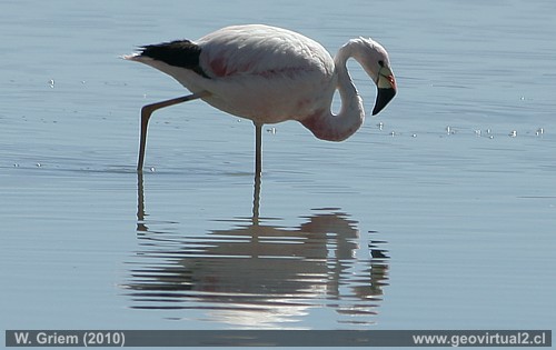 Flamenco en Santa Rosa