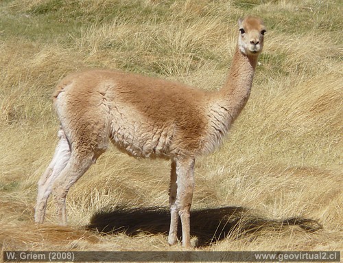 Vicuña