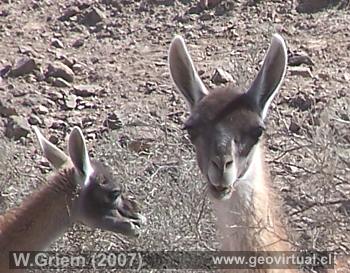Guanaco en el desierto Atacama