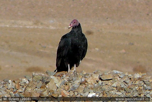 Jote en el desierto Atacama