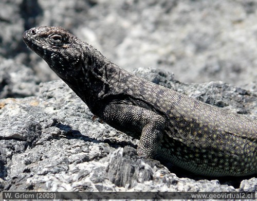 Lagartija en Atacama